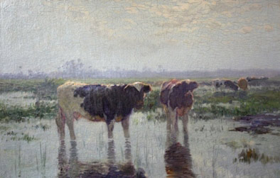 Cows - After